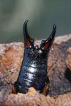 Forficula ruficollis