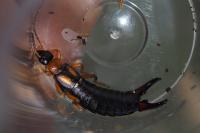 Forficula ruficollis