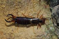 Forficula auricularia