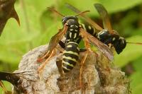 Polistes dominula