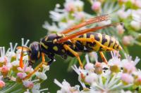 Polistes dominula