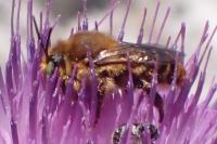 Lithurgus cornutus