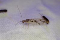 Micromus variegatus