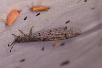 Distoleon tetragrammicus
