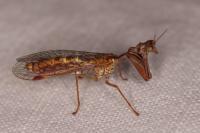 Mantispa styriaca