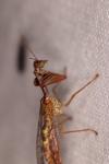 Mantispa styriaca