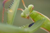 Mantis religiosa