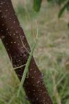 Clonopsis gallica
