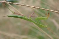 Mantis religiosa