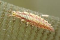 Chrysopidae