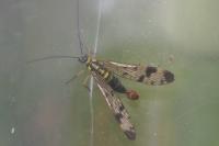 Panorpa communis