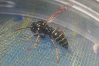 Polistes nimpha