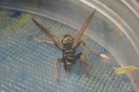 Polistes nimpha