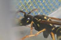 Polistes nimpha