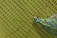 Chrysopa perla