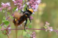 Megascolia maculata maculata