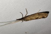 Odontocerum albicorne