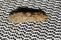 Hydropsyche