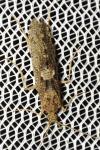 Hydropsyche