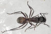 Camponotus cruentatus