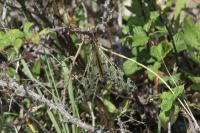 Palpares libelluloides