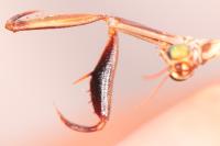Mantispa styriaca