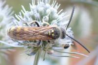 Colpa sexmaculata