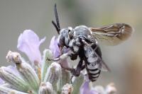 Thyreus ramosus