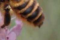 Lithurgus chrysurus