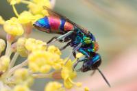 Chrysis semicincta
