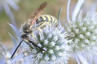 Colpa sexmaculata