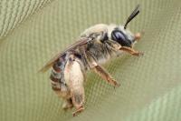 Eucera taurica