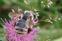 Eucera taurica