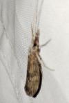 Odontocerum albicorne