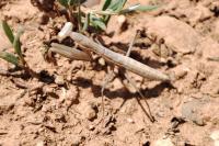 Mantis religiosa