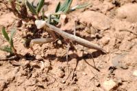 Mantis religiosa