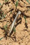 Mantis religiosa