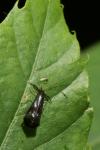Mystacides azureus