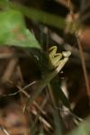 Mantis religiosa