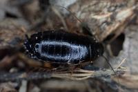 Loboptera canariensis