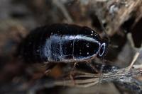 Loboptera canariensis