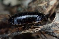 Loboptera canariensis