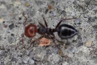 Crematogaster scutellaris