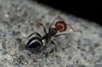 Crematogaster scutellaris