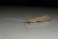 Setodes punctatus