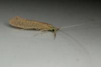 Setodes punctatus
