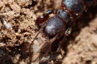 Embia ramburi