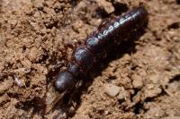 Embia ramburi