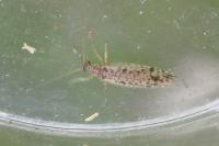 Micromus variegatus