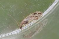 Micromus variegatus
